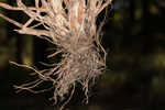 Drooping bulrush